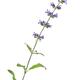Closeup of Sage herb plant purple flowers isolated on white... (thumbnail)