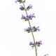 Artistic closeup of flowering Sage herb plant on white... (thumbnail)