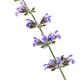 Sage blossoming plant artistic closeup of purple flowers Salvia offici... (thumbnail)