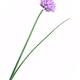 Blossoming Chive plant with a pretty purple flower isolated on white b... (thumbnail)