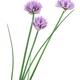 Three purple flowers of Chives herb plant isolated on white... (thumbnail)