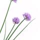 Closeup of blossoming Chives culinary herbs with purple flowers isolat... (thumbnail)