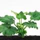 Zucchini Black Beauty plant with large green leaves growing in soil is... (thumbnail)