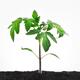 Tomato seedling little plant growing in soil isolated on white... (thumbnail)
