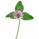 Red clover,Trifolium pratense closeup of a purple flower with three gr... (thumbnail)
