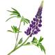 Lupine Lupinus polyphyllus purple flower and leaves isolated on white... (thumbnail)