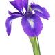 Purple Iris versicolor flower with open petals on white background... (thumbnail)