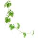 Jiaogulan plant vine Gynostemma pentaphyllum Jiao Gu Lan closeup of le... (thumbnail)