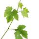 Grape vine closeup of green plant leaves isolated on white... (thumbnail)