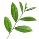Camellia Sinensis Tea Plant closeup of green leaves on a branch... (thumbnail)