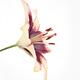 Asiatic lily closeup of yellow purple red flower isolated on white... (thumbnail)