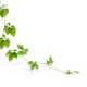 Jiaogulan plant closeup of green leaves on a vine isolated on white ba... (thumbnail)
