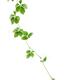Climbing vine with green leaves of Jiaogulan or Gynostemma pentaphyllu... (thumbnail)