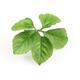 Jiaogulan plant leaf cluster closeup isolated on white... (thumbnail)