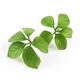 Jiaogulan plant closeup of green leaf clusters isolated on white... (thumbnail)