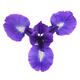 Purple Iris versicolor flower with three open petals on white backgrou... (thumbnail)