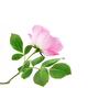 Pink Damask Rose flower side view on branch with green leaves isolated... (thumbnail)