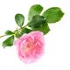 Pink Damask Rose flower on a branch with green leaves isolated on whit... (thumbnail)
