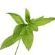 Peppermint plant closeup of green mint leaves on white... (thumbnail)