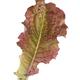Red Lettuce leaf closeup isolated on white... (thumbnail)