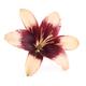 Asiatic lily artistic closeup of yellow purple red flower isolated on... (thumbnail)