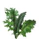 Kale green leaves closeup isolated on white... (thumbnail)