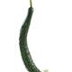 Japanese long cucumber isolated closeup on white background... (thumbnail)