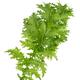 Green Mizuna leaf Japanese Wasabi mustard closeup isolated on white... (thumbnail)