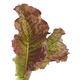 Two leaves of Red Lettuce closeup isolated on white background... (thumbnail)