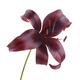 Dark burgundy Asiatic Lily Midnight Mystery artistic closeup of a flow... (thumbnail)