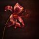 Dark burgundy Asiatic Lily Midnight Mystery artistic closeup of a flow... (thumbnail)