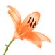 Orange Asiatic lily artistic closeup of a flower isolated on white bac... (thumbnail)