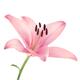 Pink Asiatic lily flower artistic closeup isolated on white... (thumbnail)
