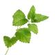 Lemon balm plant green leaves closeup Melissa officinalis mint herb Is... (thumbnail)