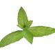Peppermint plant closeup of green mint leaves on white background... (thumbnail)