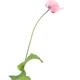 Pink Peony Poppy flower on a stem with green leaves Papaver somniferum... (thumbnail)