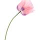 Pink Peony Poppy flower closeup on a stem Papaver somniferum isolated... (thumbnail)
