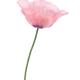 Pink Poppy flower side view close-up Papaver somniferum isolated on wh... (thumbnail)