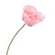 Pink Peony Poppy flower on a stem Papaver somniferum isolated closeup... (thumbnail)