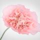 Pink Peony Poppy flower closeup of petals Papaver somniferum on light... (thumbnail)