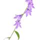 Purple bellflower on a stem bell shaped flowers isolated on white... (thumbnail)