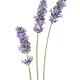 Artistic closeup of three English Lavender stalks with purple flowers... (thumbnail)