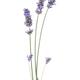 Three lavender stalks with purple flowers Lavandula angustifolia... (thumbnail)