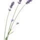 Closeup of purple lavender flowers on stalks Lavandula angustifolia... (thumbnail)