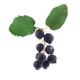 Closeup of Saskatoon berries or serviceberries Amelanchier alnifolia o... (thumbnail)