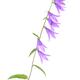 Purple bellflowers on a stem isolated on white background... (thumbnail)