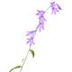 Purple bellflowers on a stem Artistic plant closeup isolated on white... (thumbnail)