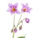 Closeup of flowers purple potato blossom... (thumbnail)