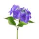 Purple-blue flowers of a flowering shrub Hydrangea Macrophylla isolate... (thumbnail)