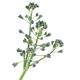 Artistic closeup of broccoli florets isolated on white... (thumbnail)